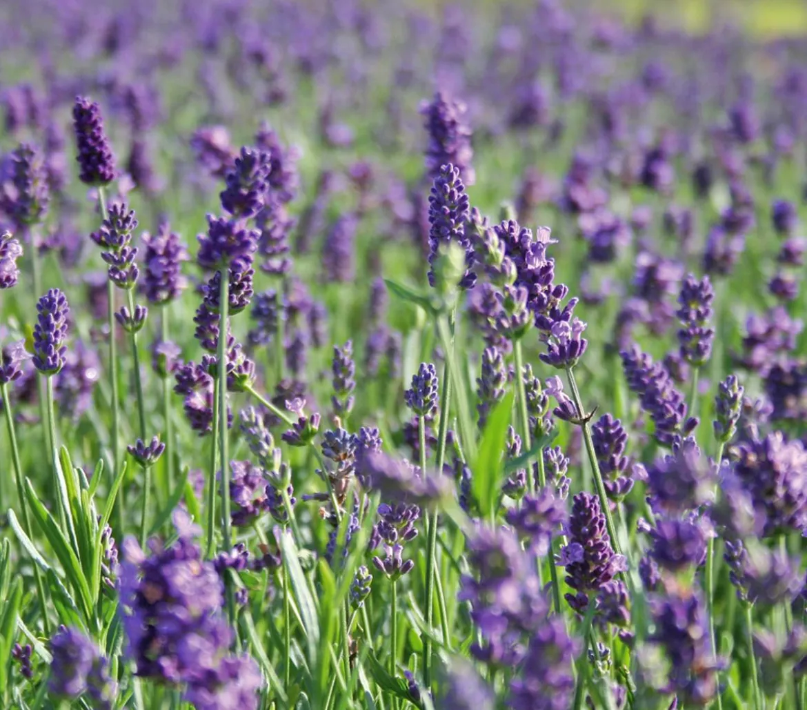 Lavendel 'Hidcote'