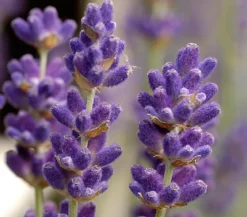 Lavendel 'Hidcote'
