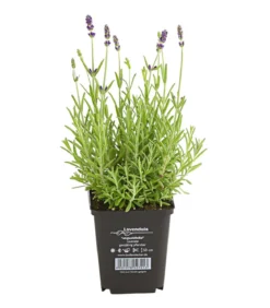 Lavendel 'Hidcote'
