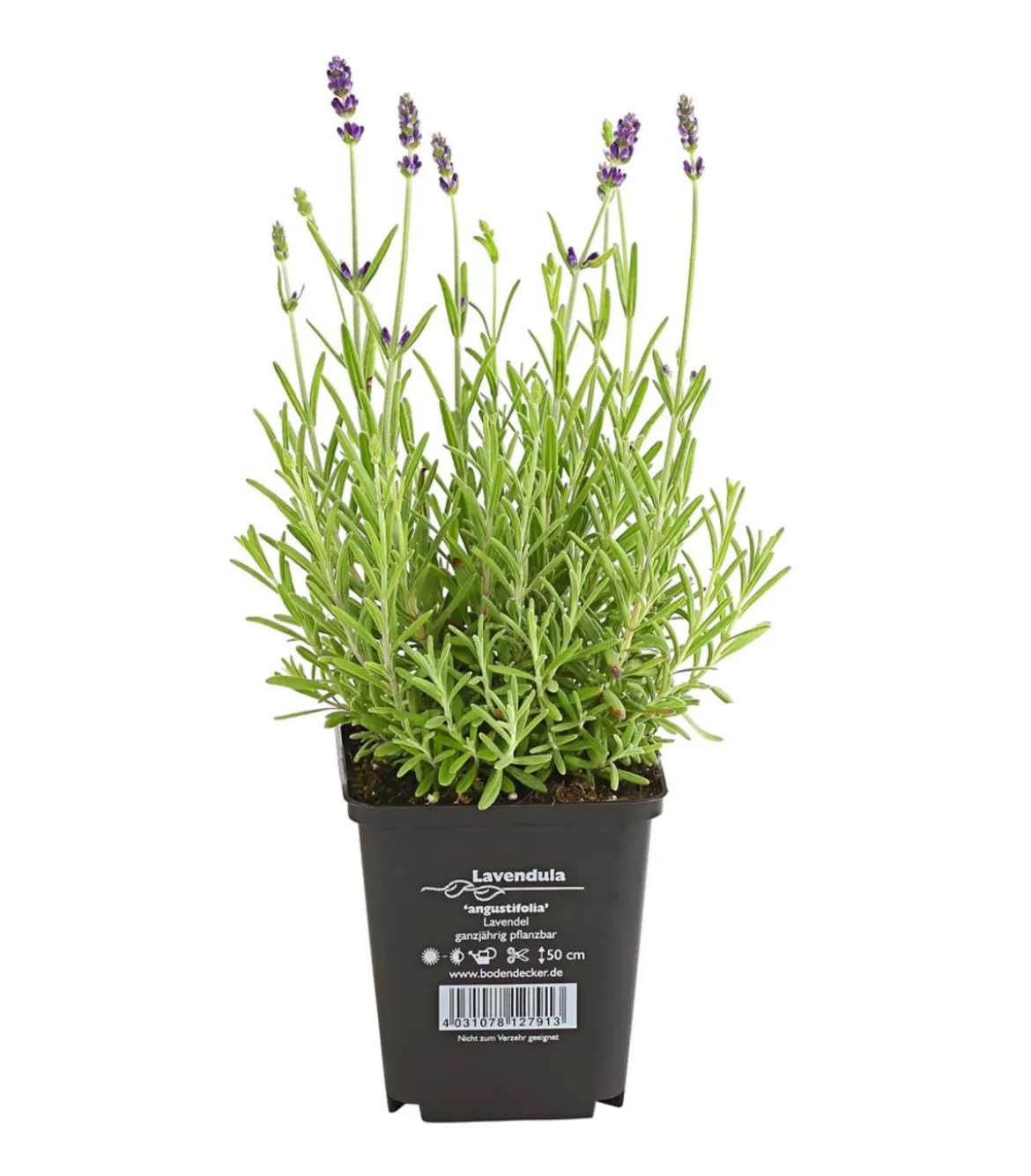 Lavendel 'Hidcote'