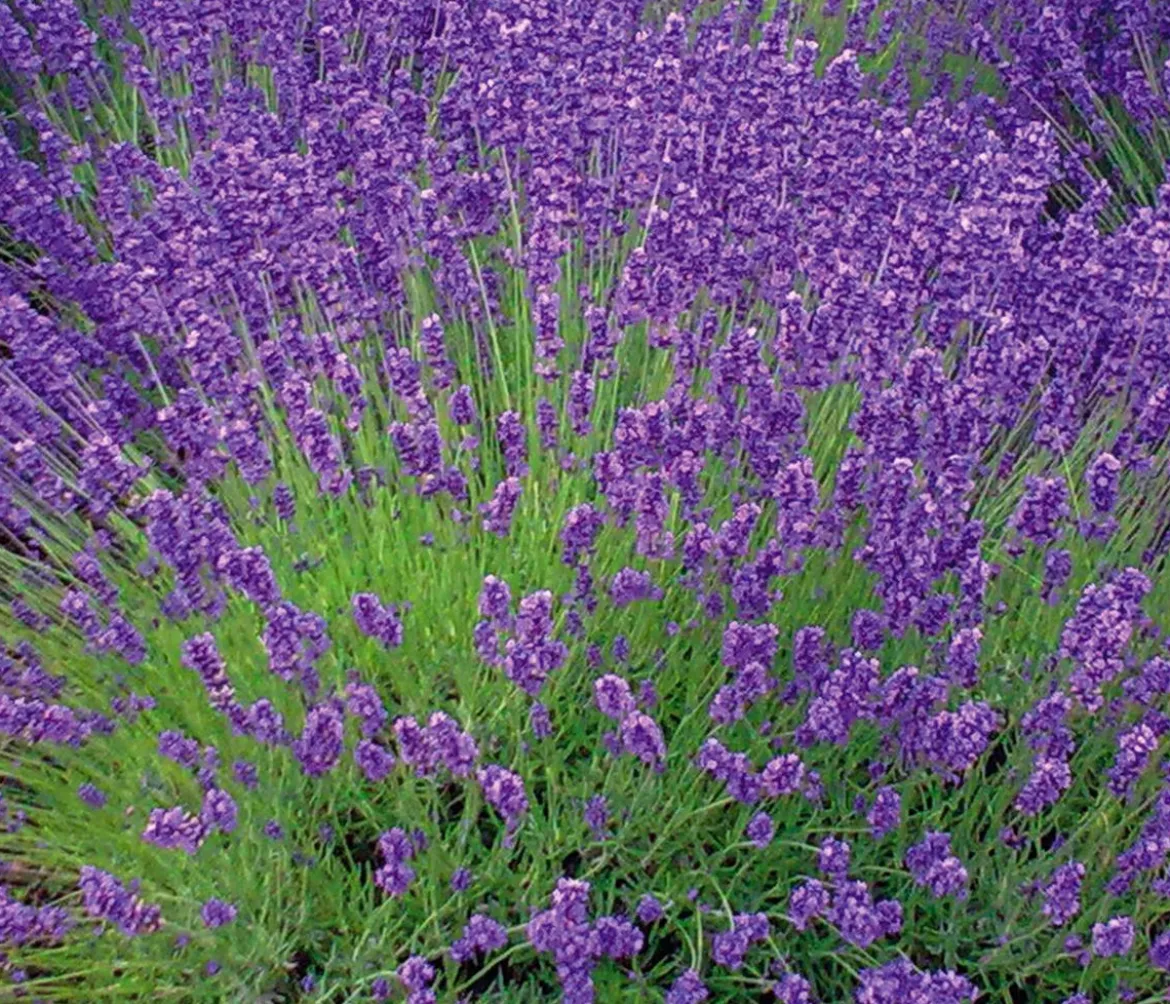 Lavendel 'Royal Blue'