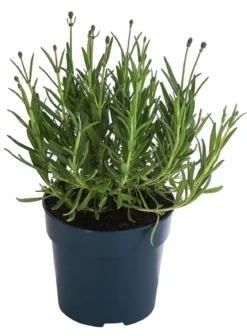 Lavendel 'Royal Blue'