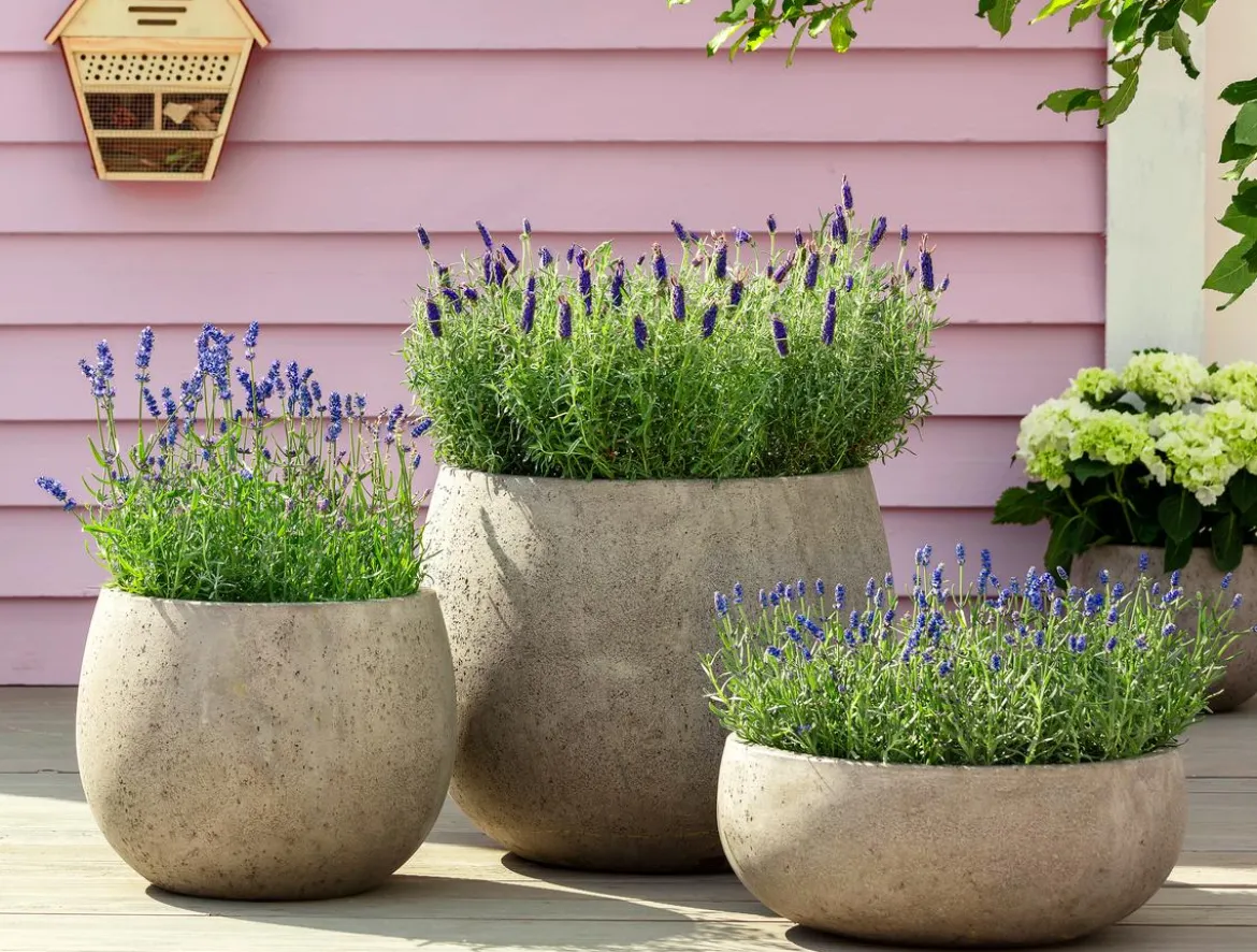 Lavendel 'Royal Blue'