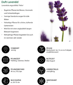 Lavendel-Set Lavendel-Vielfalt, 4-teilig
