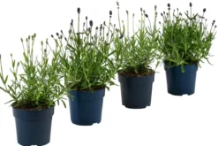 Lavendel-Set Lavendel-Vielfalt, 4-teilig