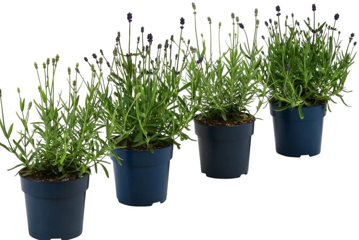 Lavendel-Set Lavendel-Vielfalt, 4-teilig