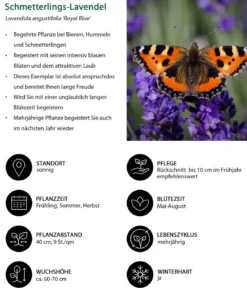 Lavendel-Set Lavendel-Vielfalt, 4-teilig