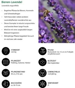 Lavendel-Set Lavendel-Vielfalt, 4-teilig