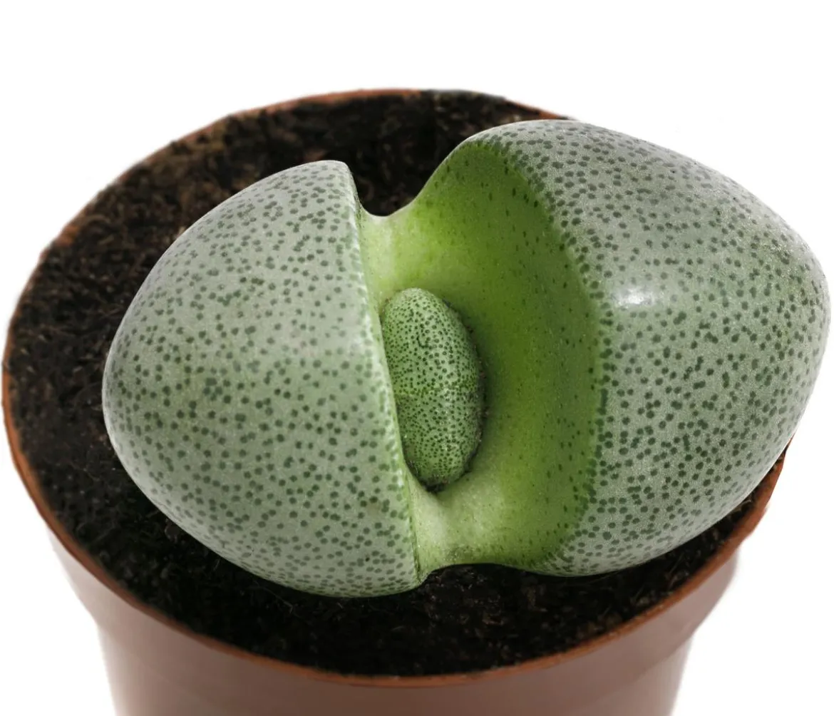 Lebender Granit - Pleiospilos nelii