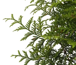 Lebensbaum 'Brabant'