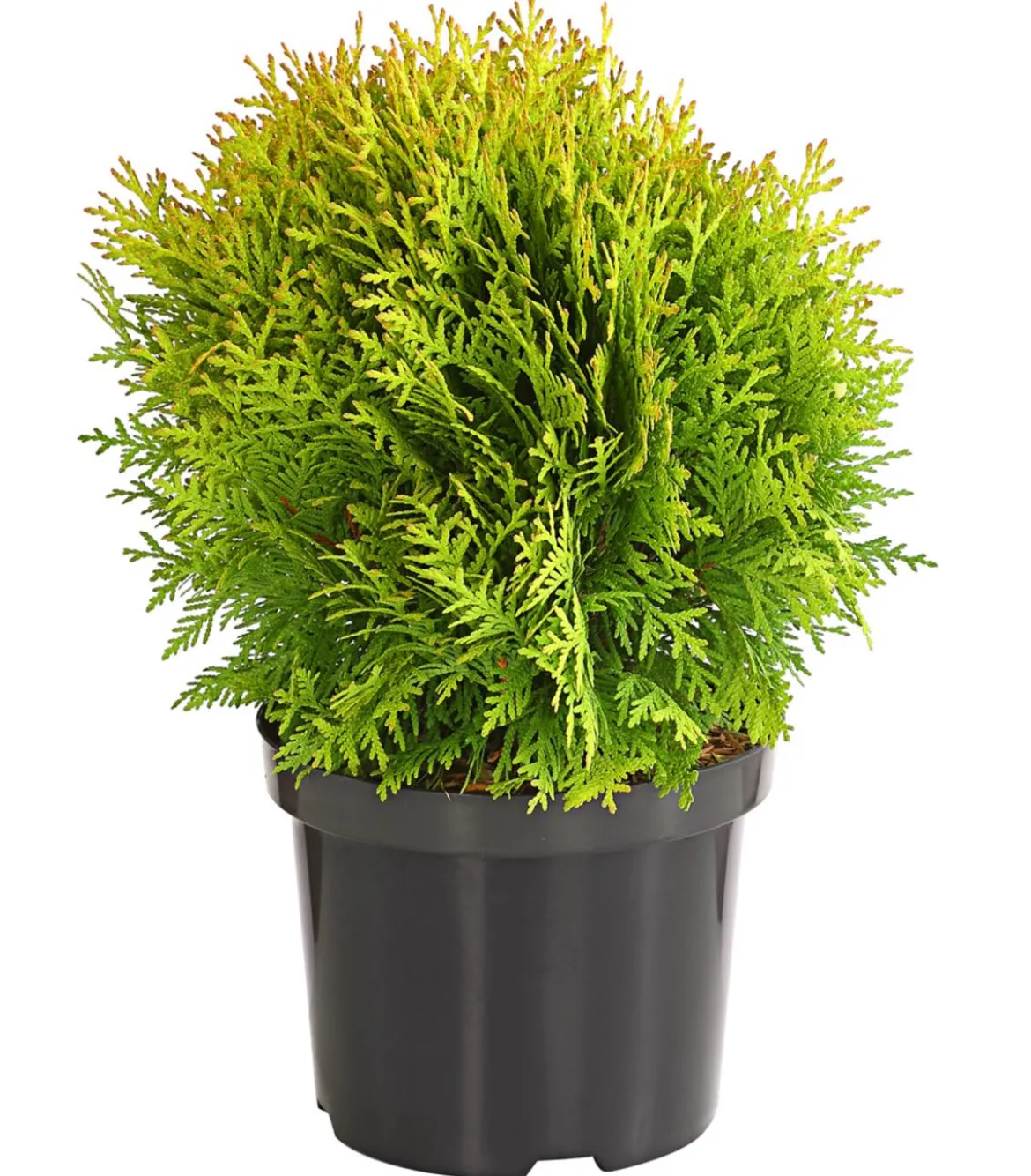 Lebensbaum 'Miriam'