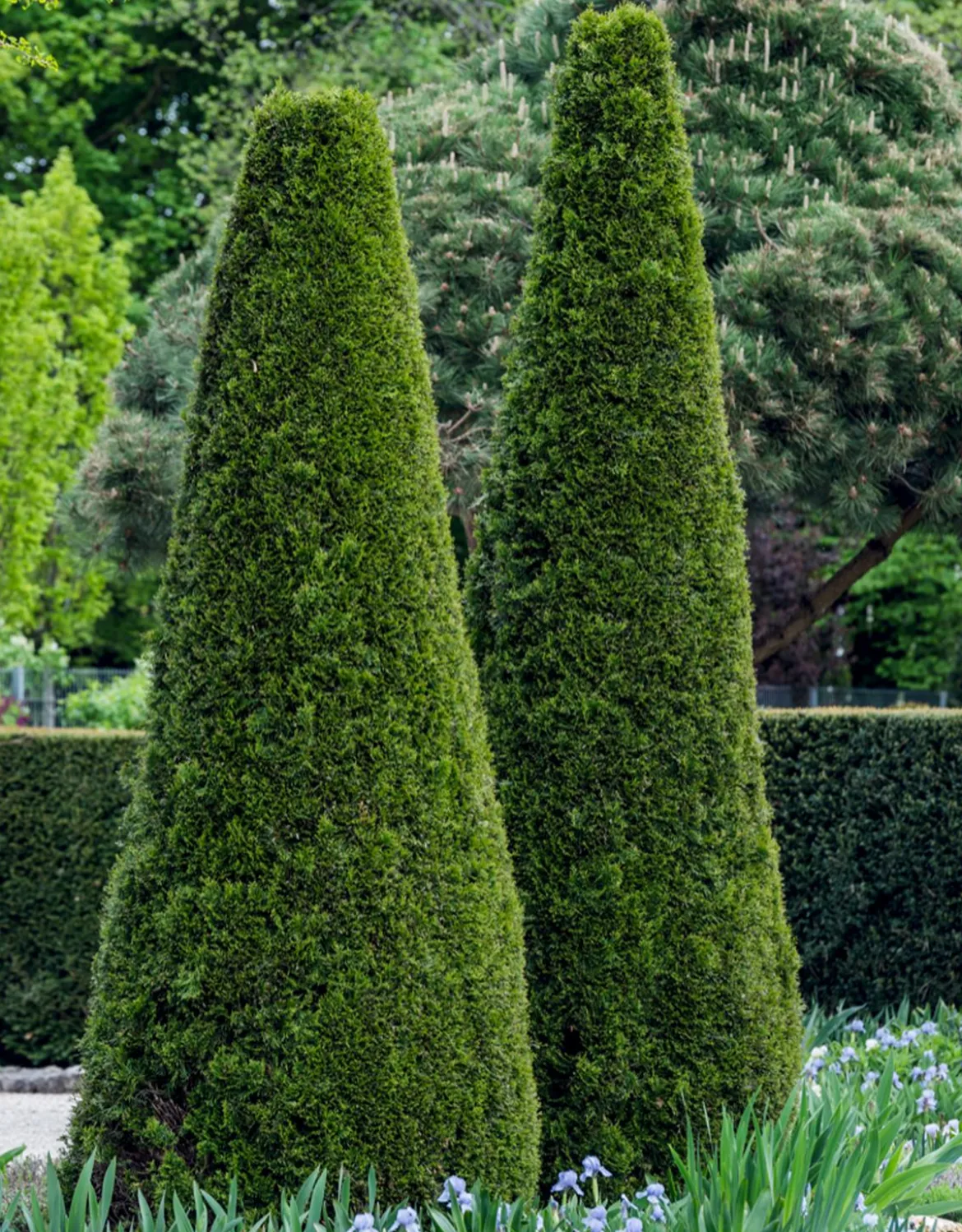Lebensbaum 'Smaragd'