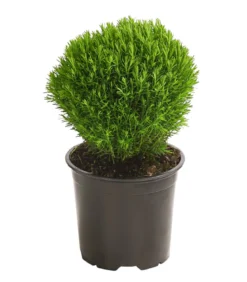 Lebensbaum 'Teddy'