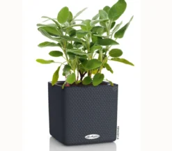 LECHUZA® CUBE Color, All-in-One Set