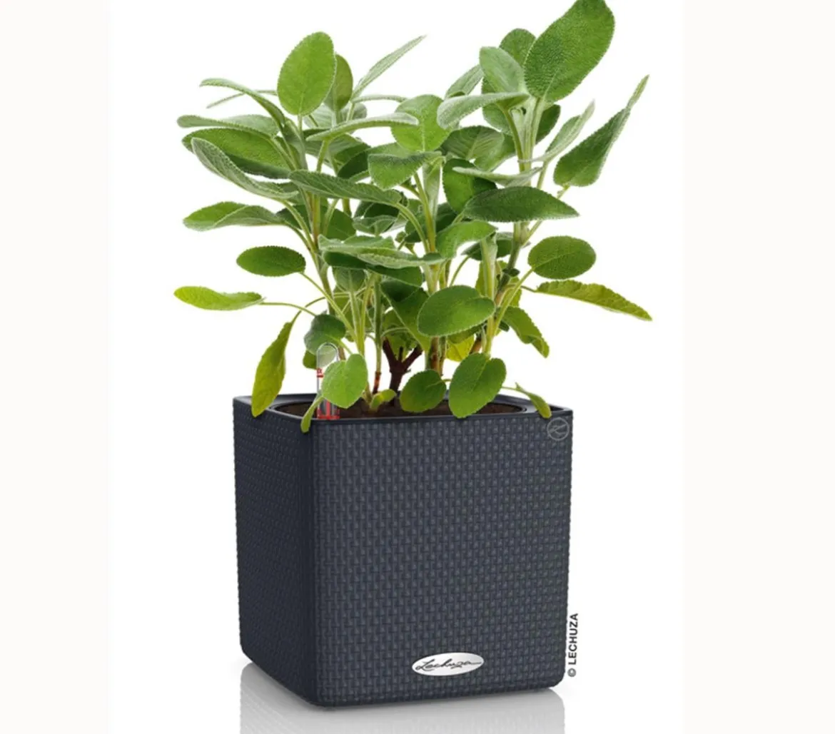 LECHUZA® CUBE Color, All-in-One Set