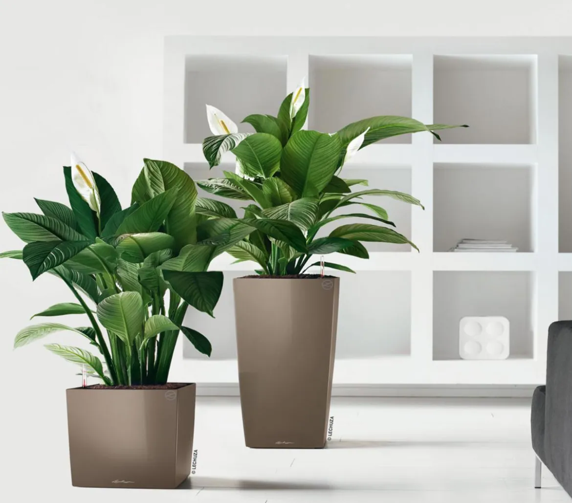 LECHUZA® CUBICO Premium, All-in-One-Set