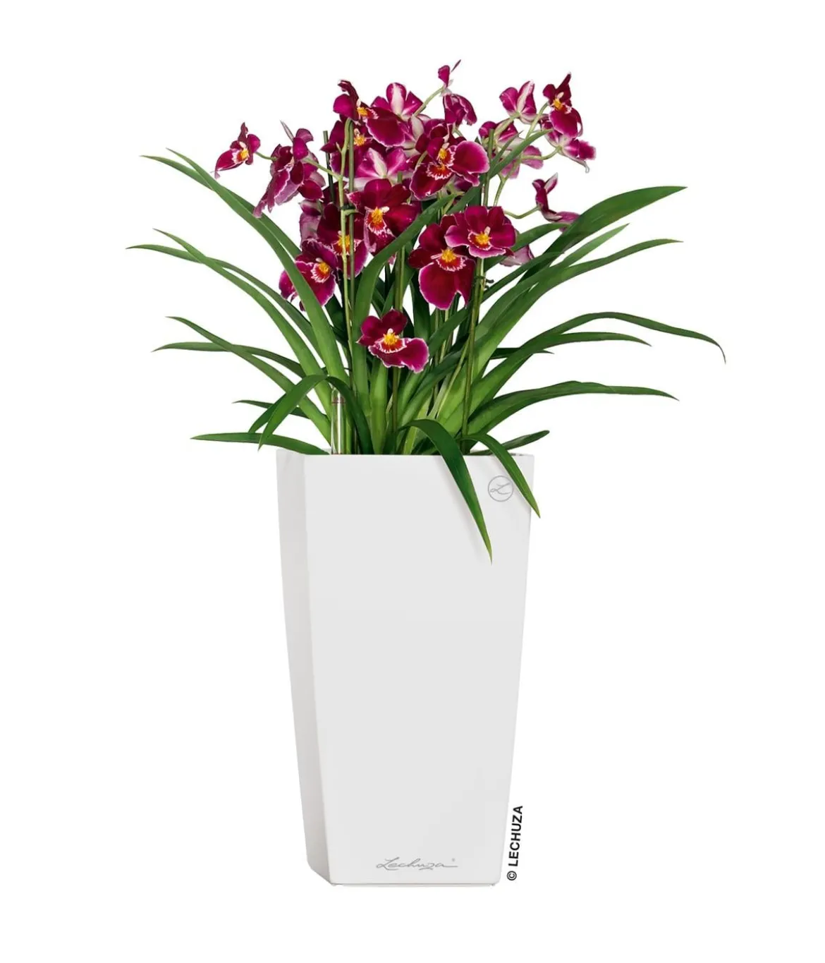 LECHUZA® CUBICO Premium, All-in-One-Set