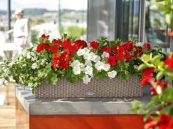 LECHUZA® Kunststoff-Kasten Balconera Cottage, rechteckig