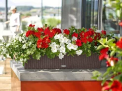LECHUZA® Kunststoff-Kasten Balconera Cottage, rechteckig