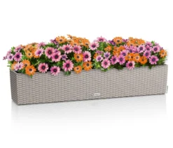 LECHUZA® Kunststoff-Kasten Balconera Cottage, rechteckig