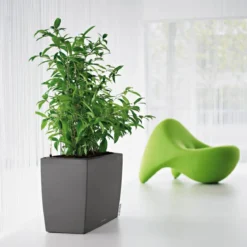 LECHUZA® Kunststoff-Kasten CARARO All-in-One-Set, rechteckig, ca. B75/H43/T30 cm