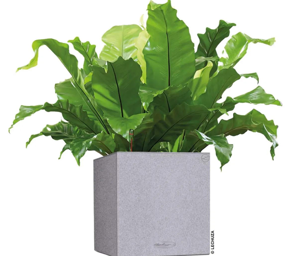 LECHUZA® Kunststoff-Topf Canto Stone, quadratisch