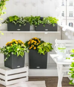 LECHUZA® Kunststoff-Topf Cube Cottage, quadratisch