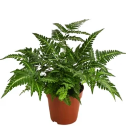 Lederblattfarn - Rumohra adiantiformis
