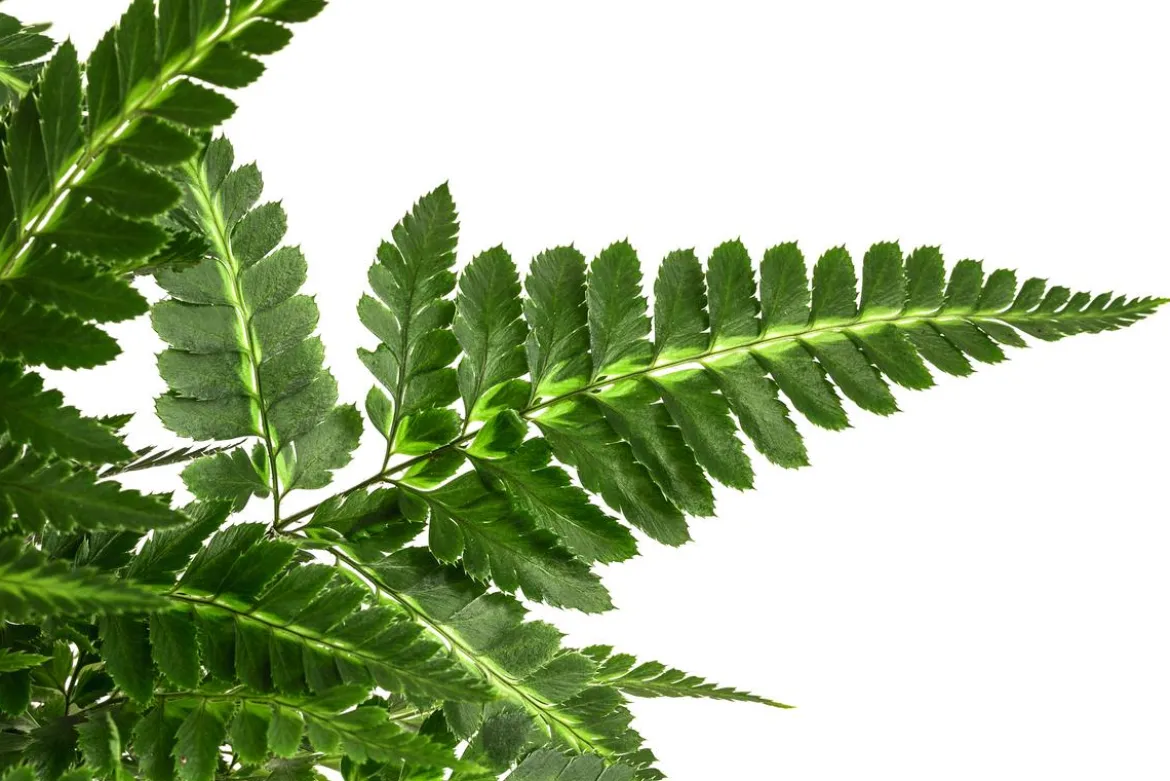 Lederblattfarn - Rumohra adiantiformis
