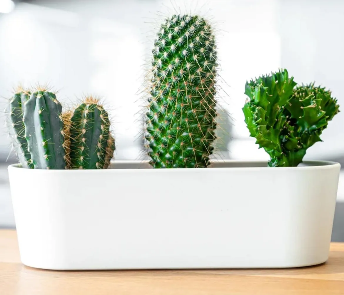 LENI Kunststoff-Jardiniere Flori, oval, ca. B36/H11/T14 cm