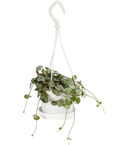 Leuchterblume - Ceropegia woodii