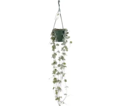 Leuchterblume - Ceropegia woodii, Ampel