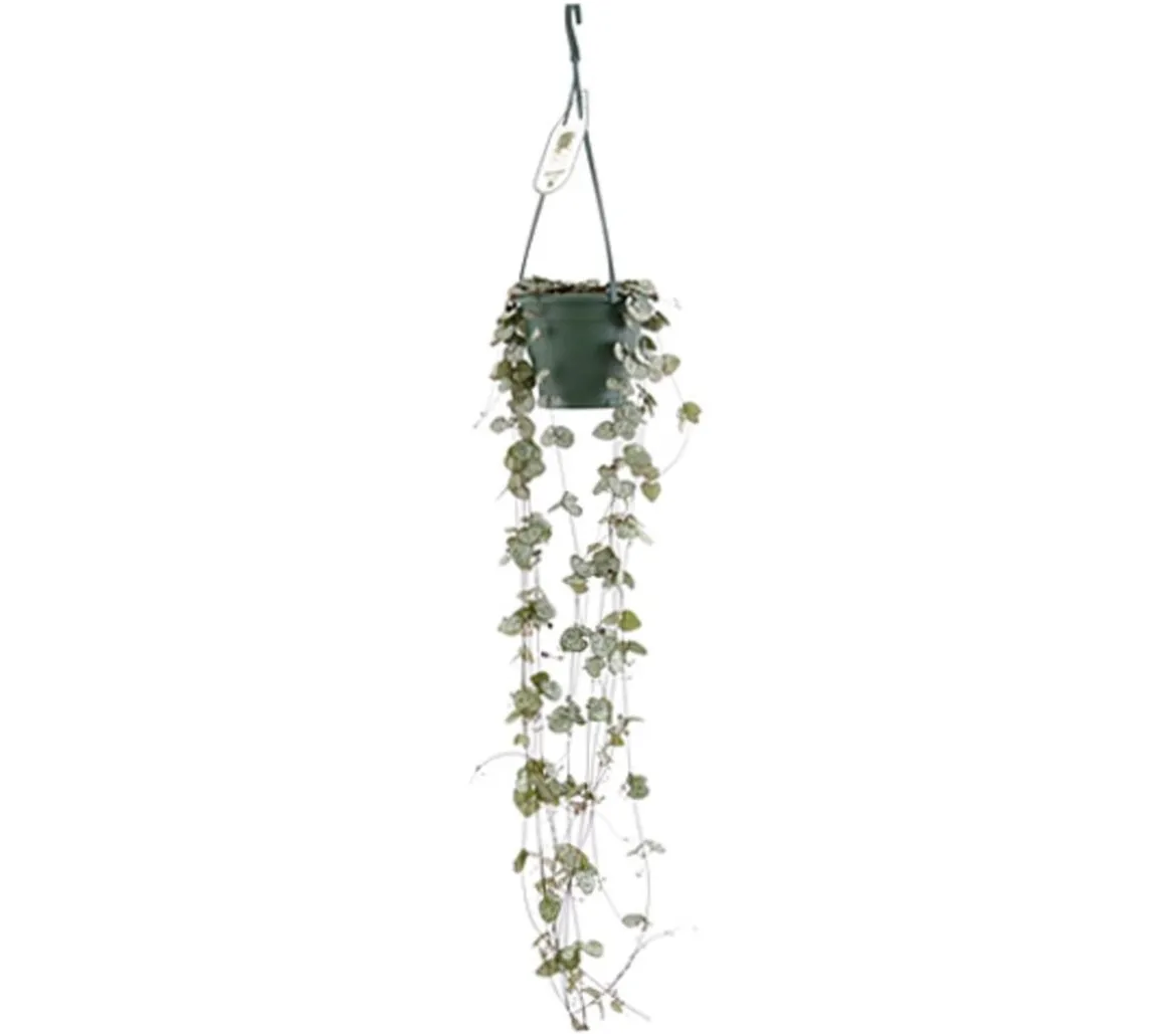 Leuchterblume - Ceropegia woodii, Ampel