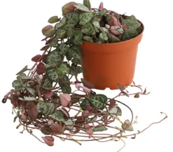 Leuchterblume - Ceropegia woodii, Ampel