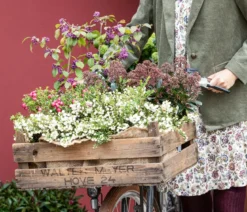 Liebesperlenstrauch 'Profusion'
