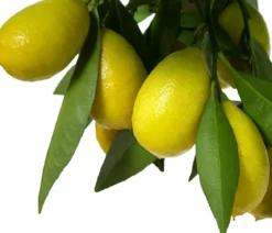 Limette 'Limequat'