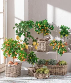 Limette 'Limequat'
