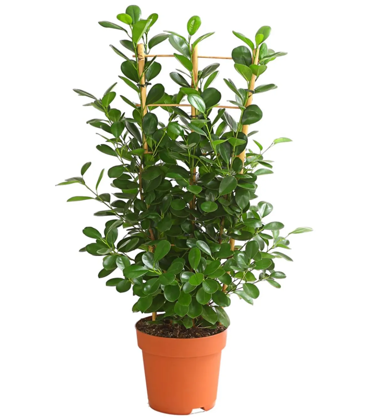 Lorbeer-Feige - Ficus microcarpa 'Moclame', Spalier