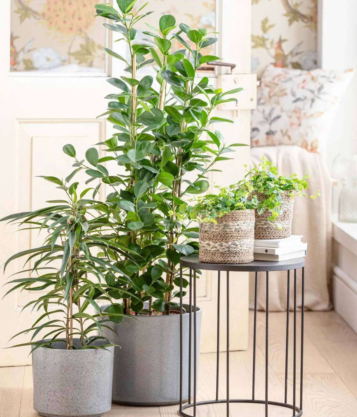 Lorbeer-Feige - Ficus microcarpa 'Moclame', Spalier