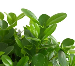Lorbeer-Feige - Ficus microcarpa 'Moclame', Stämmchen