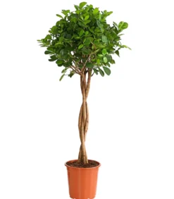 Lorbeer-Feige - Ficus microcarpa 'Moclame', Stämmchen