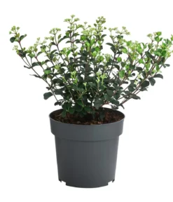 Lorbeer-Schneeball 'Fairy Stars' ®