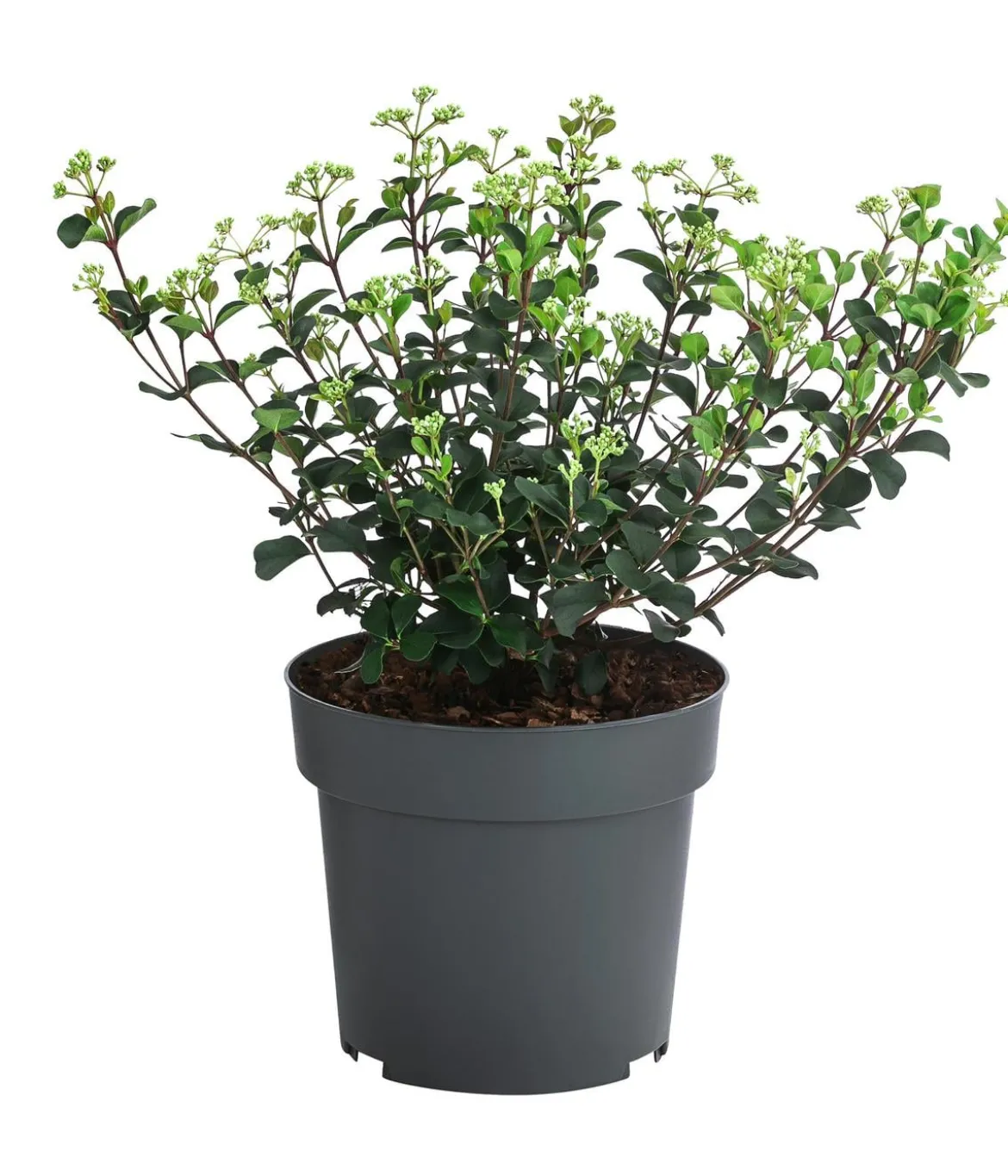 Lorbeer-Schneeball 'Fairy Stars' ®