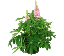 Lupine, verschiedene Sorten
