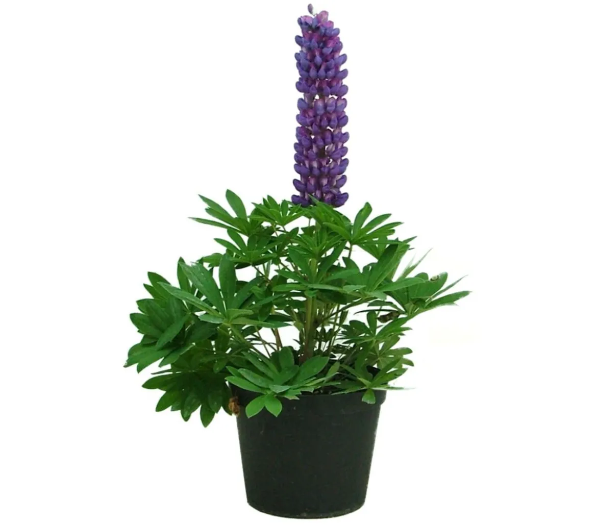 Lupine, verschiedene Sorten
