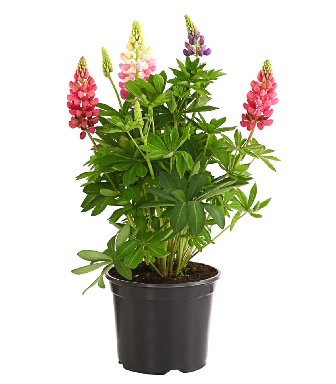 Lupine, verschiedene Sorten