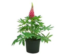 Lupine, verschiedene Sorten
