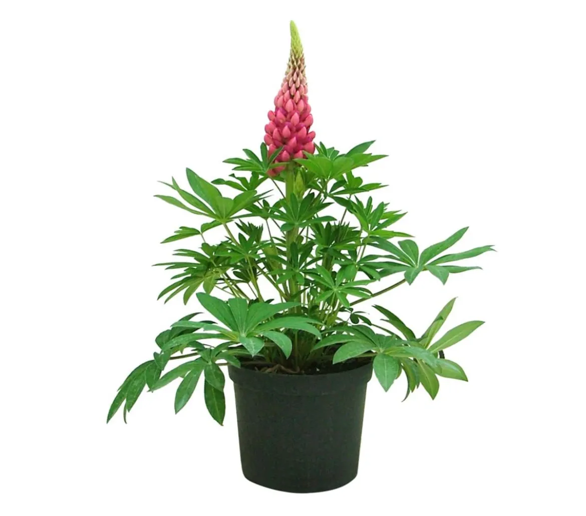 Lupine, verschiedene Sorten
