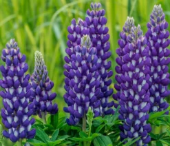 Lupine, verschiedene Sorten