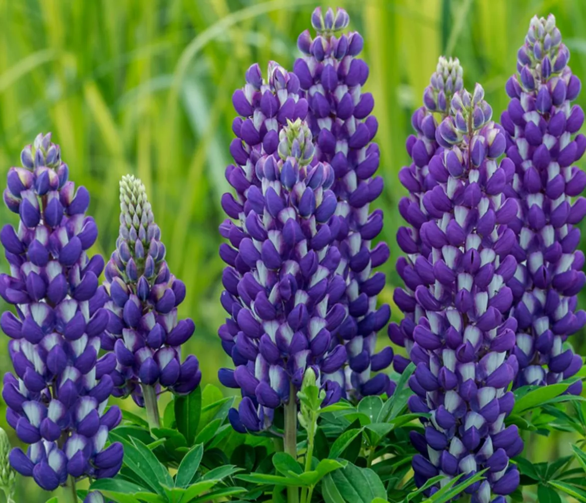 Lupine, verschiedene Sorten
